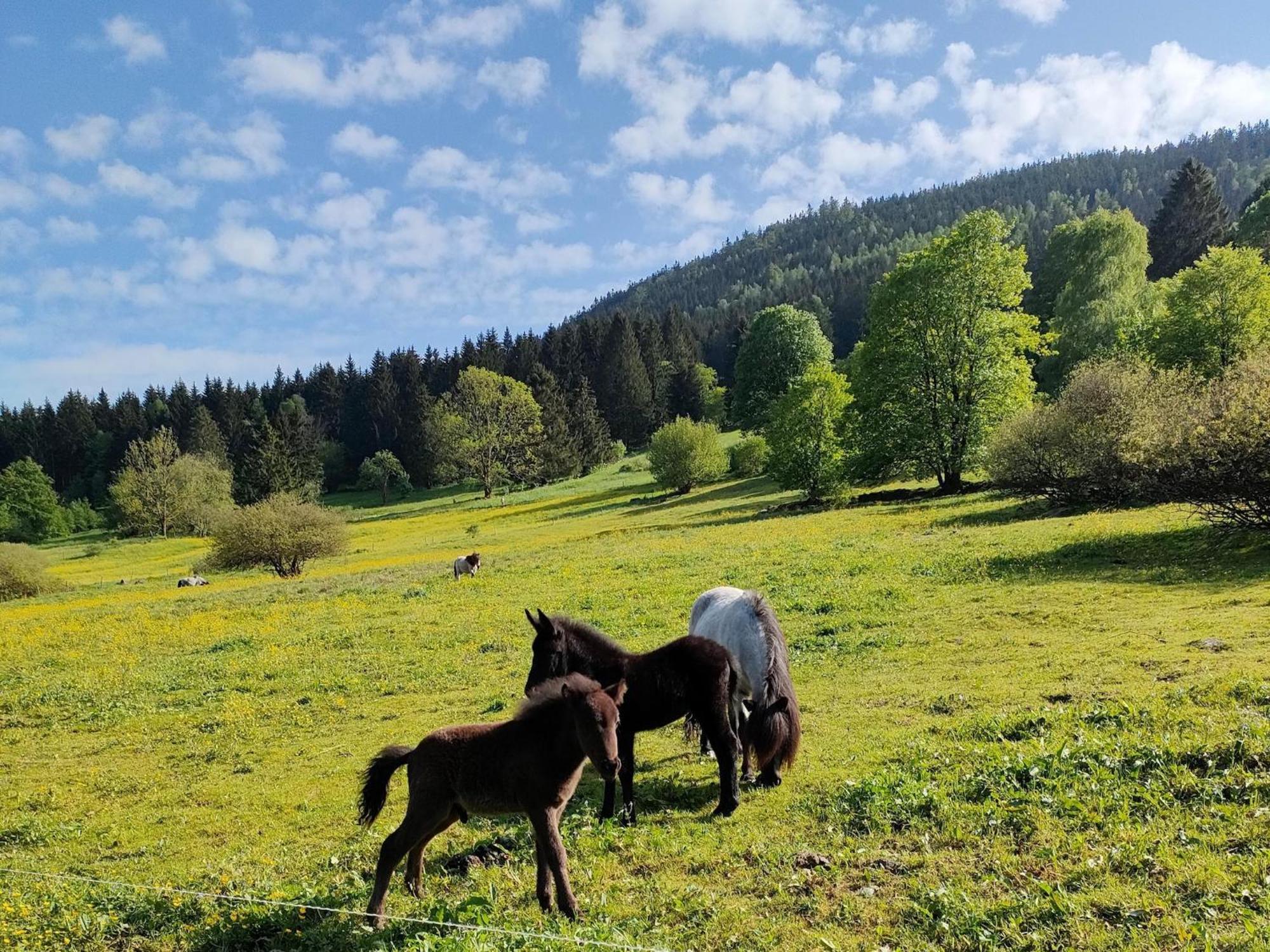 Vacation Home Am Hermannsberg, Oberschoenau Oberschonau 외부 사진